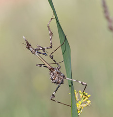 Empusa pennata