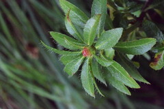 Rhododendron hirsutum