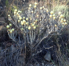 Syncarpha ferruginea