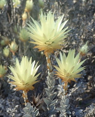 Syncarpha ferruginea
