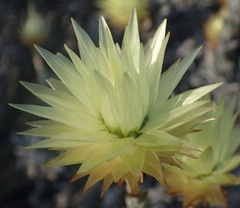 Syncarpha ferruginea
