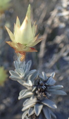 Syncarpha ferruginea