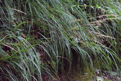 Calamagrostis varia