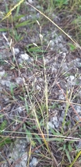 Eragrostis elliottii
