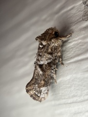 Acrolophus piger