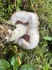 Agaricus