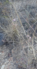 Heliophila cornuta squamata