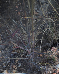 Heliophila cornuta squamata