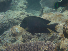 Ctenochaetus striatus