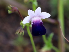 Nemesia barbata