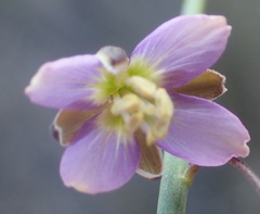 Heliophila cornuta squamata