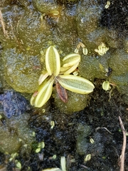 Pinguicula lusitanica