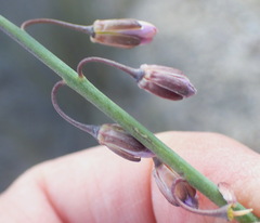 Heliophila cornuta squamata