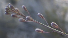 Heliophila cornuta squamata