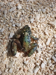 Discoglossus galganoi