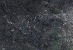 Heliophila cornuta squamata