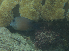 Ctenochaetus binotatus