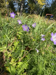 Geranium wlassovianum