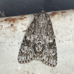 Acronicta rubricoma
