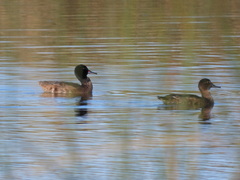 Heteronetta atricapilla