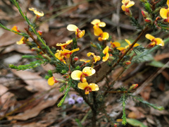 Dillwynia ramosissima