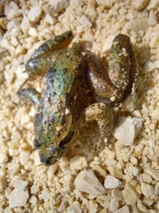 Discoglossus galganoi