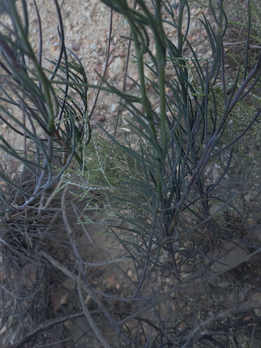 Image of Heliophila cornuta by (c) Nicola van Berkel, some rights reserved (CC BY-SA)