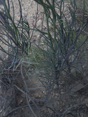 Heliophila cornuta squamata