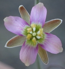 Heliophila cornuta squamata