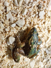 Discoglossus galganoi