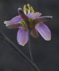 Heliophila cornuta squamata