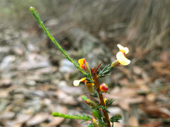 Dillwynia ramosissima