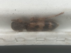 Cymatodera undulata
