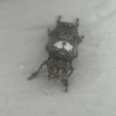 Toxonotus cornutus