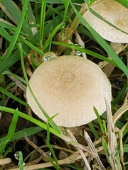 Tubaria dispersa