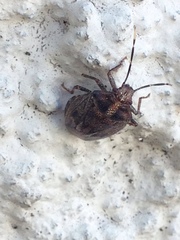 Antiteuchus tripterus