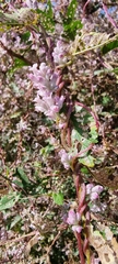 Cuscuta lehmanniana