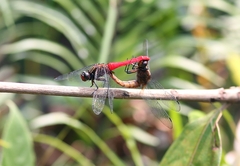 Orthetrum chrysis