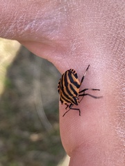 Graphosoma italicum