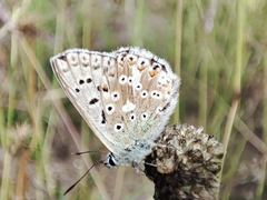 Polyommatus coridon