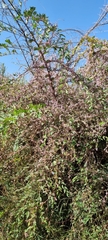 Cuscuta lehmanniana