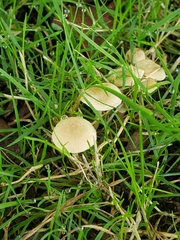 Tubaria dispersa