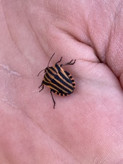 Graphosoma italicum