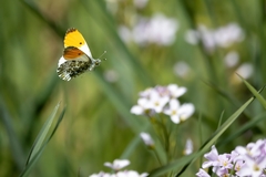 Anthocharis cardamines