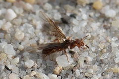 Lasius claviger