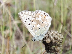 Polyommatus coridon