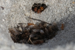 Lasius claviger