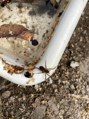 Trochosa terricola