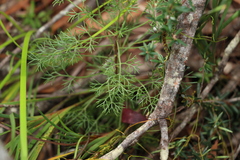 Petrophile canescens