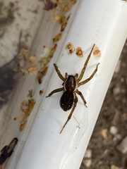 Trochosa terricola